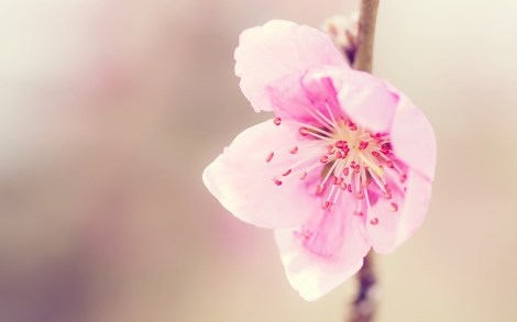 FreeGreatPicture.com-29909-peach-blossom